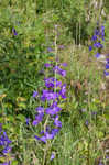 Alabama larkspur